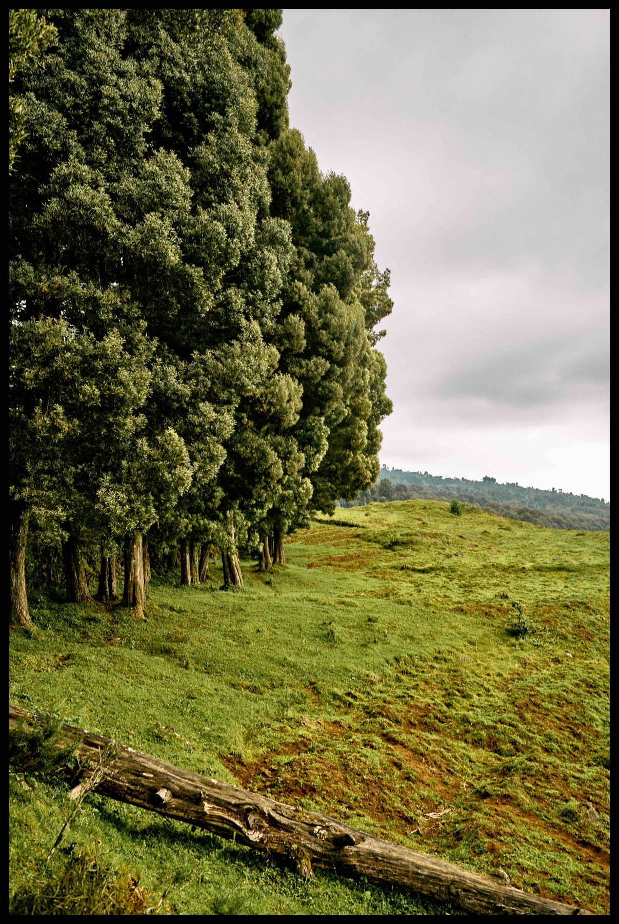 Ruanda – Baumreihe an einer Wiese
