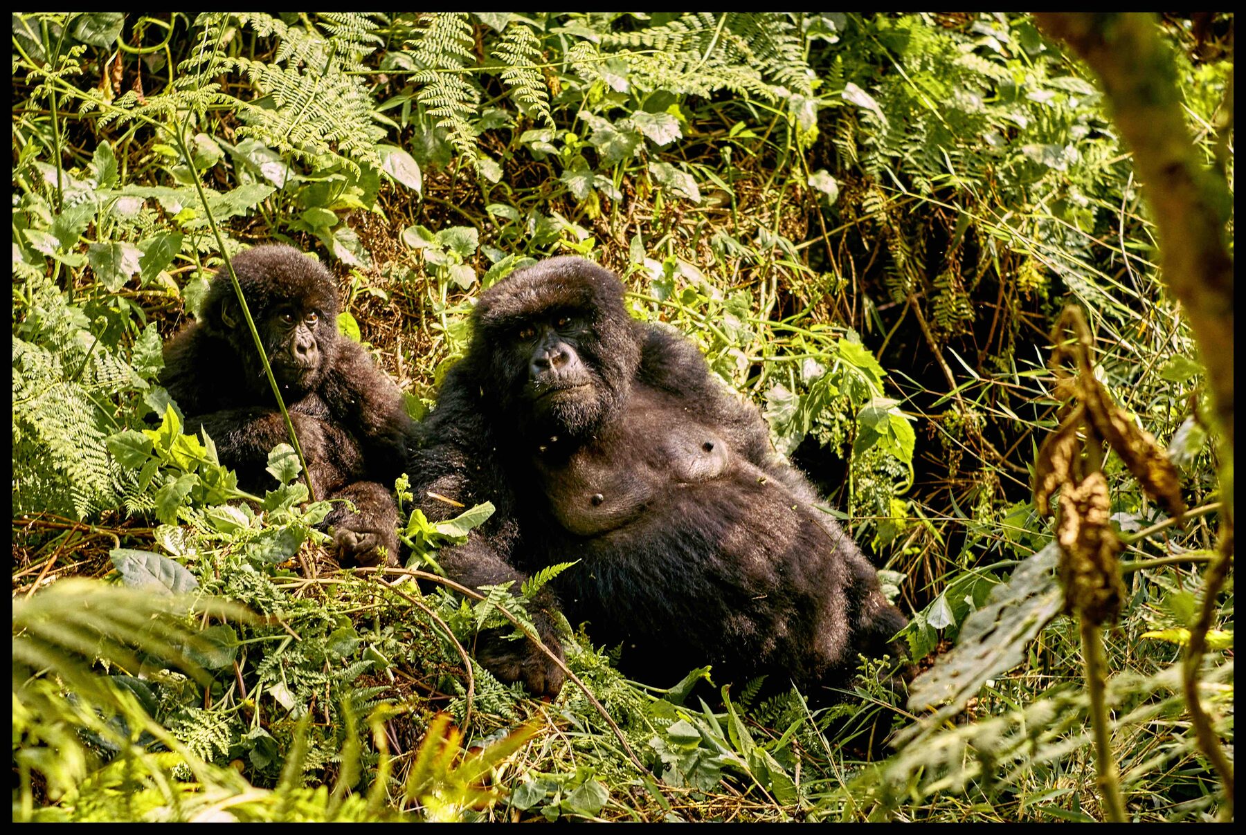 Ruanda – zwei Berggorillas im Farn